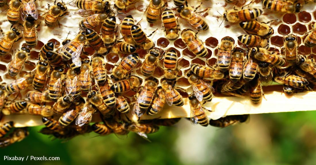 New Vaccine Could Help Save Honey Bees