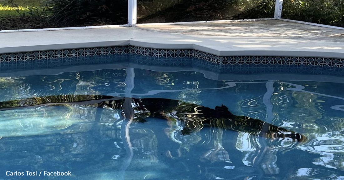 Florida Woman Discovers 400lb Alligator Swimming In Her Pool