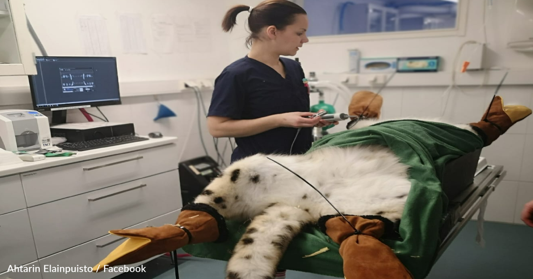 Snow Leopard Visits The Dentist For A Root Canal