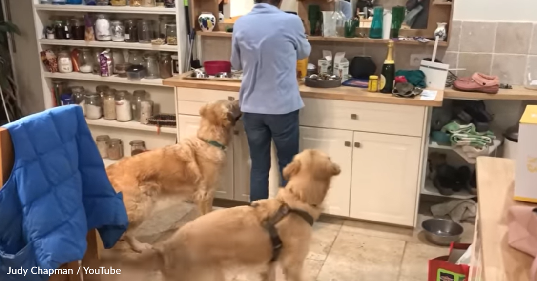 Hungry Golden Retrievers Do "Dinner Dance" While Waiting For Food