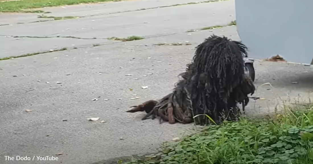 Stray Dog's Matts Are So Thick He's Almost Mistaken For A Piece Of Wood