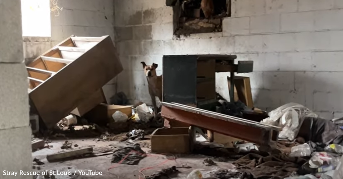 Rescuers Spend Weeks Attempting To Catch Timid Pittie In Dilapidated House