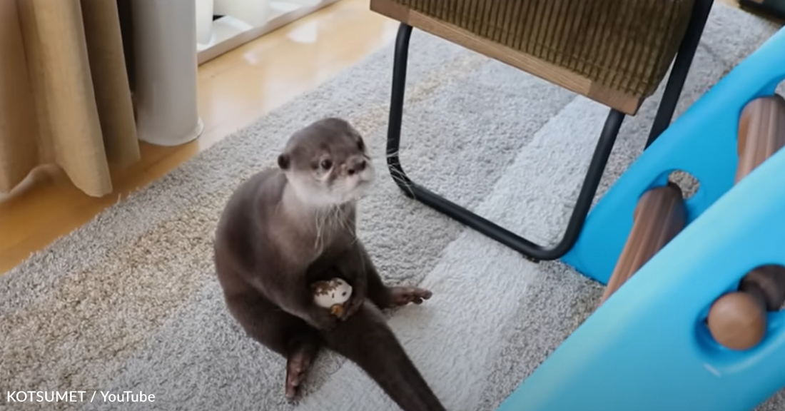 Pet Otter Gently Carries His Favorite Toy Around The House