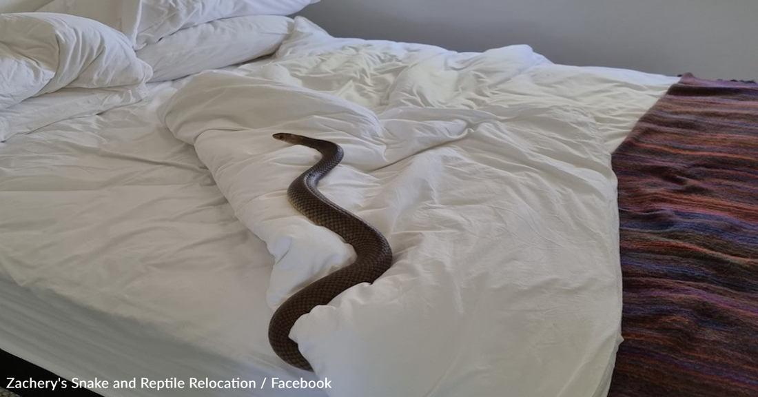 Reptile Catcher Issues Warning After Homeowner Finds Deadly Snake Hiding In Bedsheets