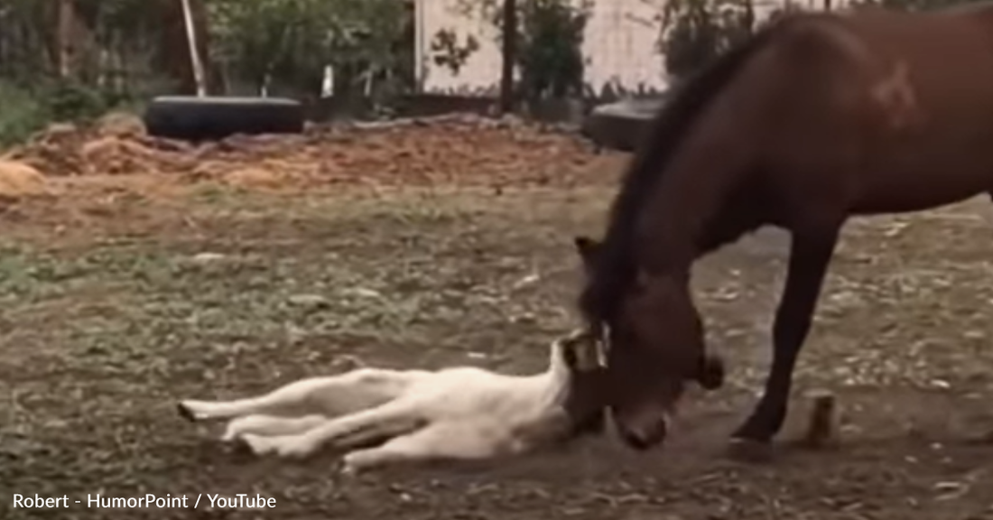 Dog And Horse Play Roughhouse Together In Adorable Video