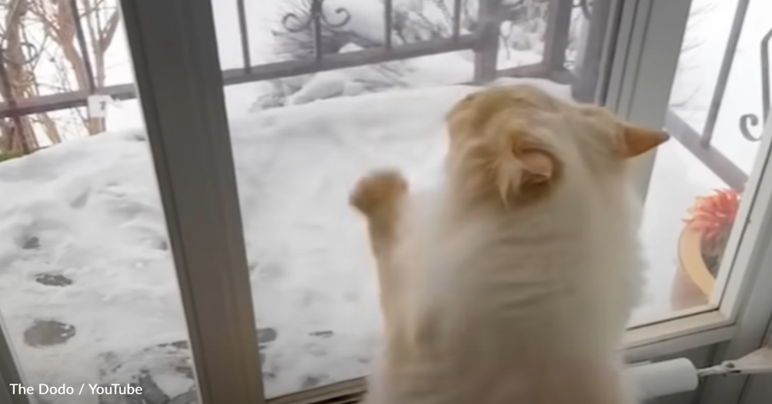 Indoor Cat Begs Mom To Go Outside And Play In The Snow