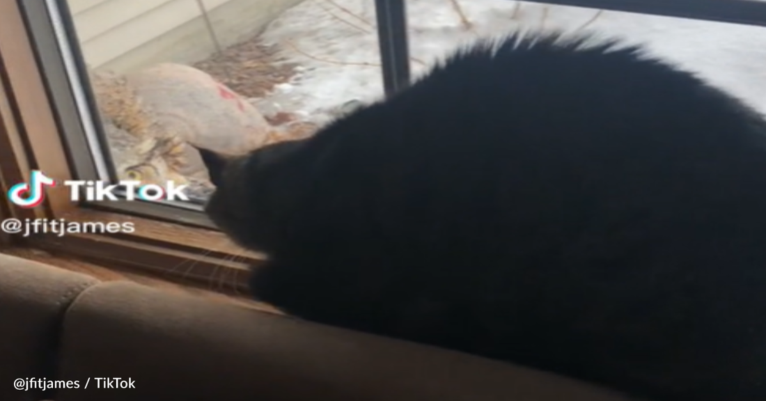 Owl And Cat Have An Intense Staring Match Through The Window