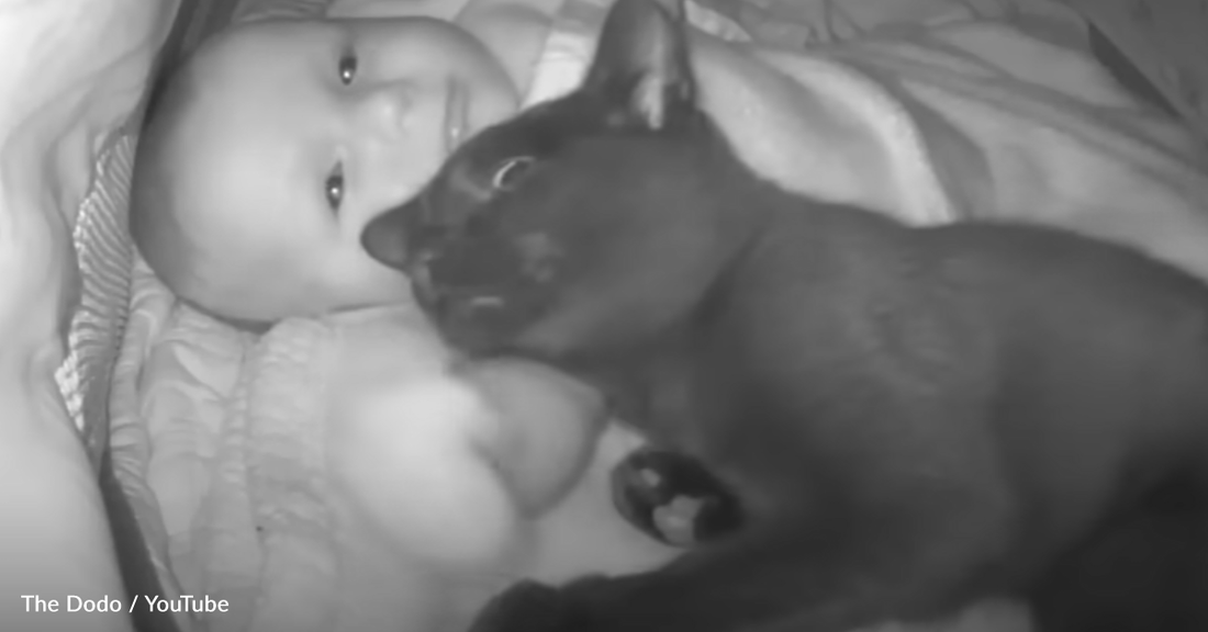 Family Catches Sweet Kitten Sneaking Into Baby Crib For Snuggles