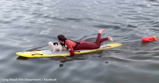 California Lifeguard Saves Little Dog Lost At Sea