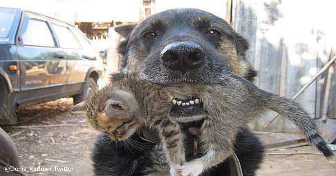 Heroic Dog Runs Into Fire To Save Kitten Trapped In Burning Building