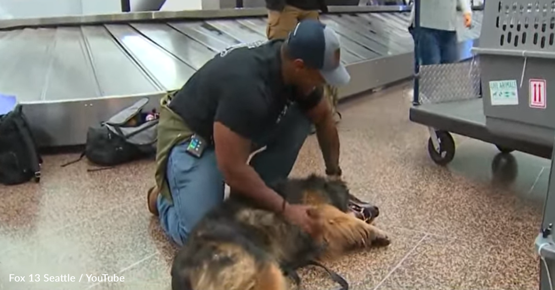 10-Year-Old K9 Dog Reunites With Former Handler After Months Apart