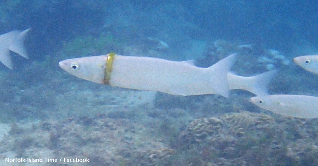 Snorkeler Finds Lost Wedding Ring Trapped On Fish's Body