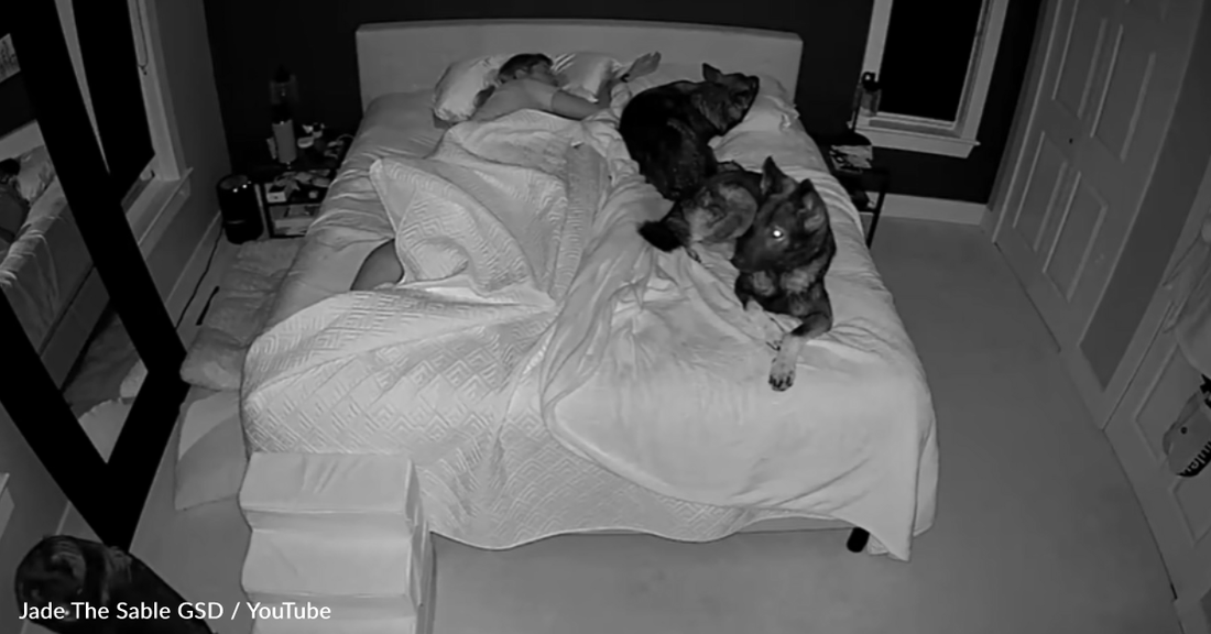 Dog Mom Shares The Reality Of Sleeping With 3 Large German Shepherds