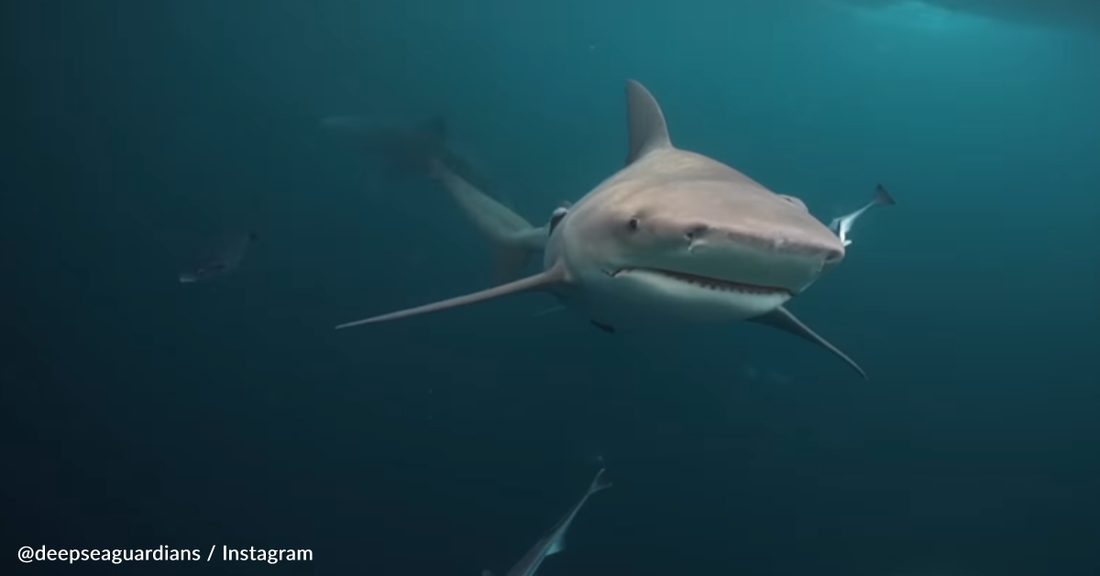 Massive Bull Shark "Begs" Diver For Nose Rubs