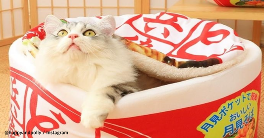 Pet Company Releases "Cup Noodles" Cat Bed