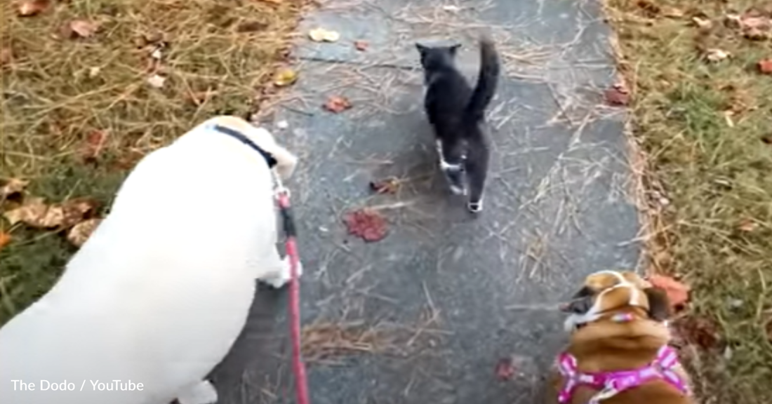 Cat Joins Dog Duo For Their Daily Walks Around The Neighborhood