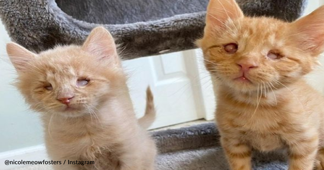 Blind Rescue Cats Use "Chirping" Sounds To Find Each Other