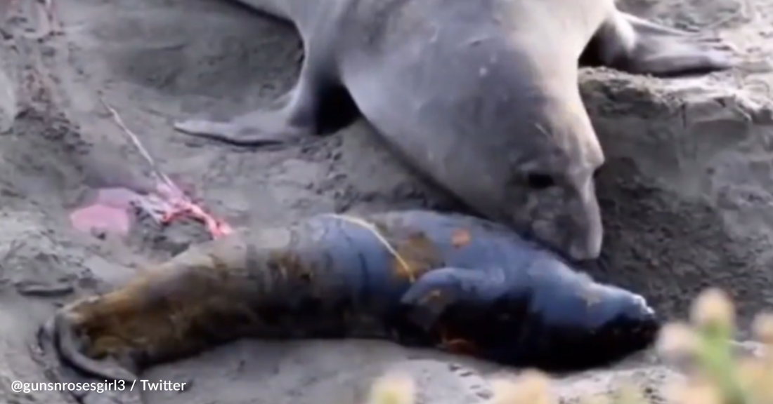 Elephant Seal Reacts To Seeing Her Baby Move For The First Time