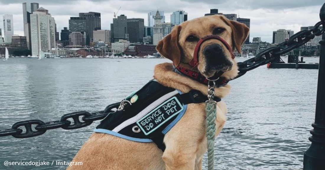 Mom Explains To Child Why She Can't Pet Woman's Service Dog