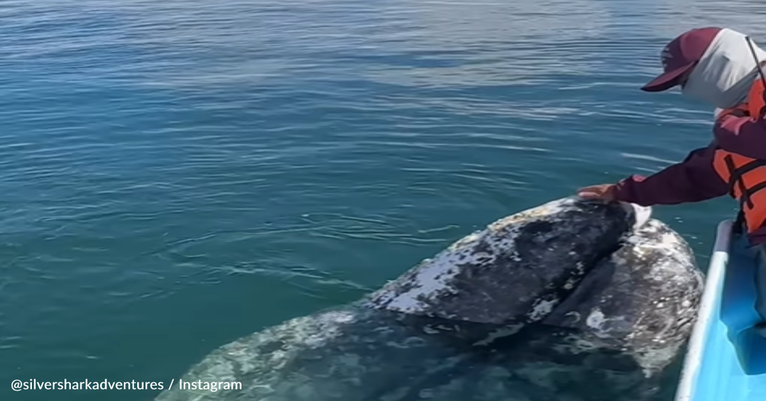 Grey Whale Lets Boat Captain Pick Lice Off Its Head