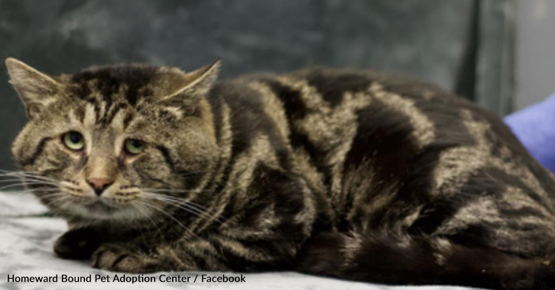 Depressed Shelter Cat Looks Like A Whole New Animal After Being Adopted