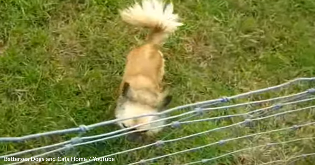 Tiny Rescue Chihuahua Herds Sheep With The Skills Of A Border Collie