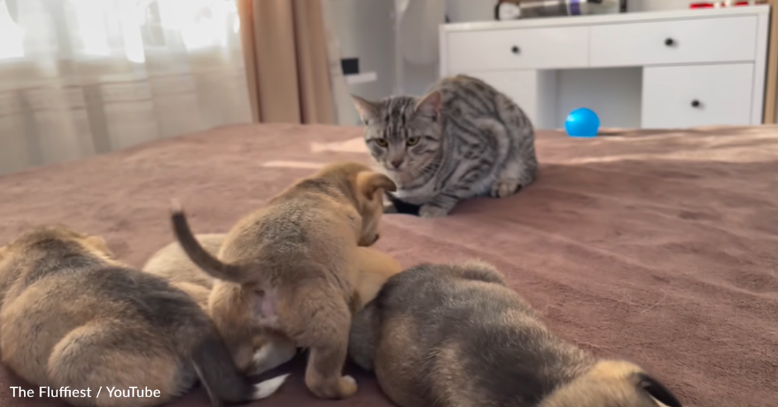 Sweet Puppy Attempts To Win The Heart Of Disinterested Cat