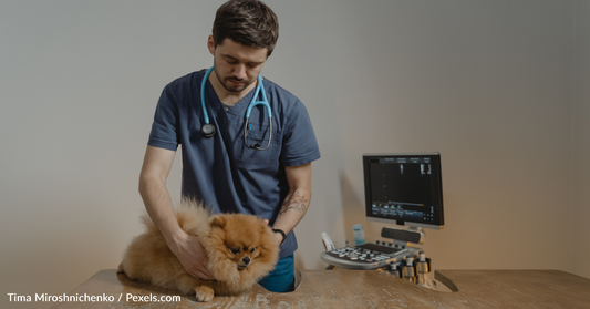 Veterinarians Look To Change The Industry With "Fear Free" Pet Care