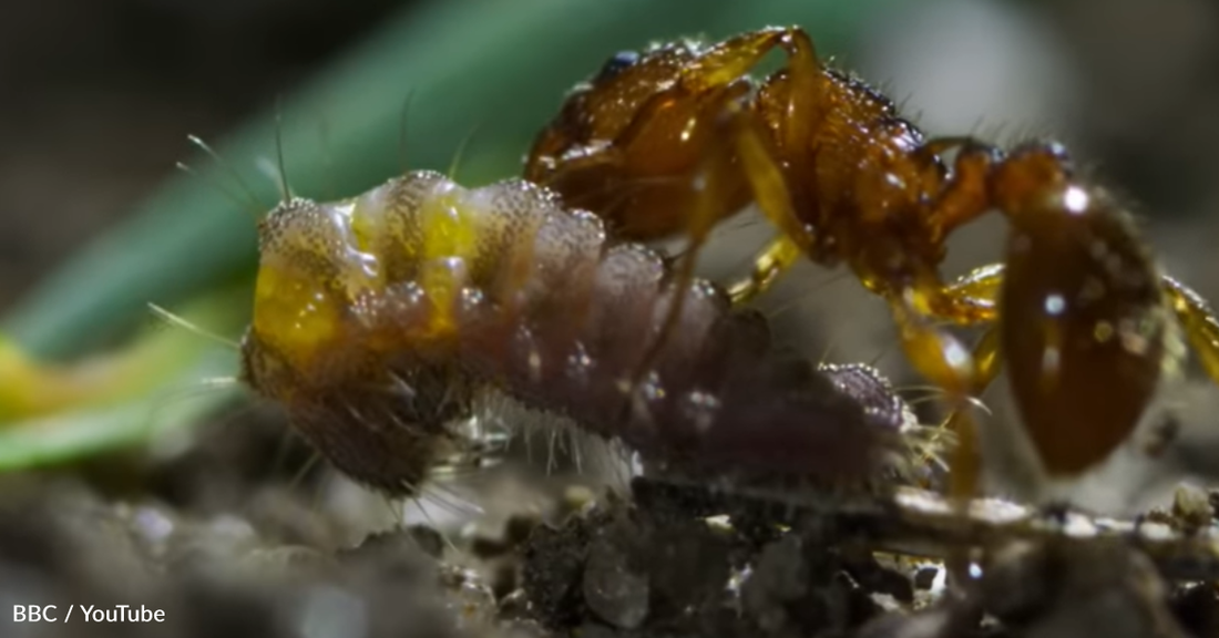 Carnivorous Caterpillar Pretends To Be A Queen Ant And Tricks Colony Into Letting Her Inside