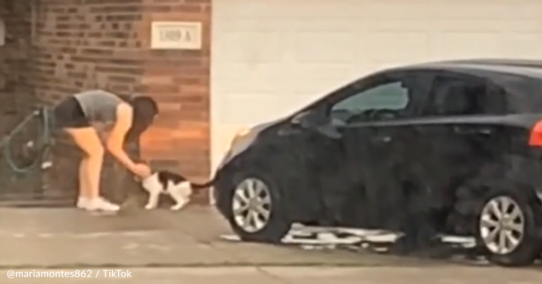 Woman Watches Neighbor Move Out And Abandon Their Sick Cat