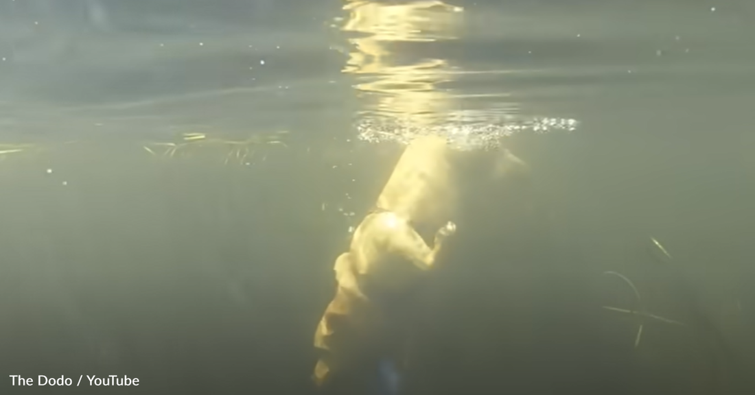 Water-Loving Labrador Gets His Dream Trip To The Water Park