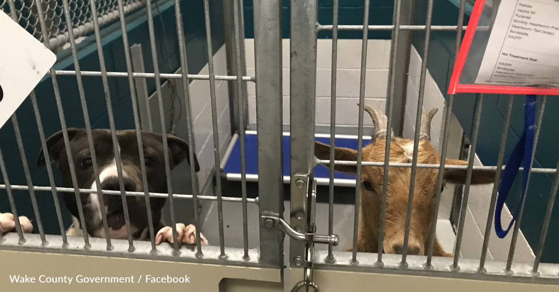 Animal Shelter Seeks Forever Home For Dog And Goat BFFs