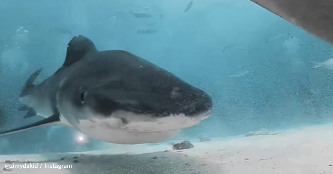 Diver Captures Rare 360° View Inside Shark's Mouth