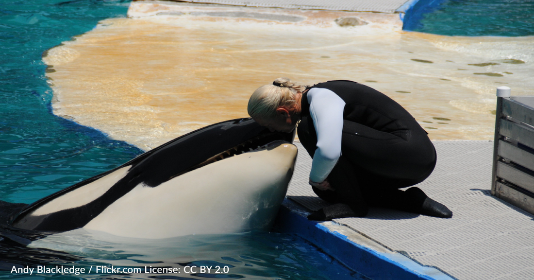 Lolita The Orca To Finally Be Set Free After More Than 5 Decades In Captivity