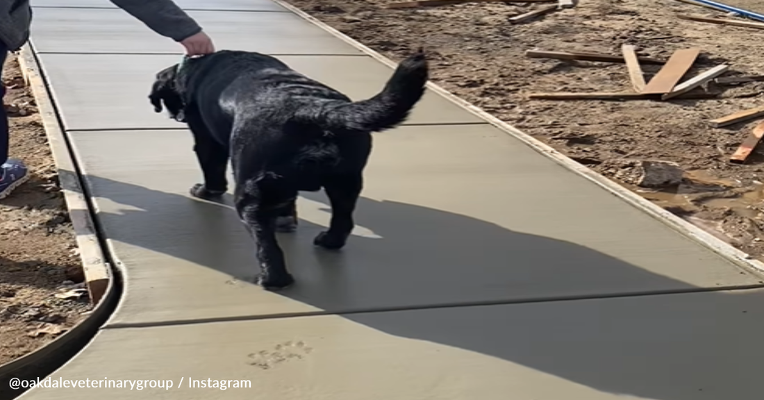 Veterinarian Runs Dogs Through Wet Cement To Leave Pawprints In Front Of New Veterinary Clinic