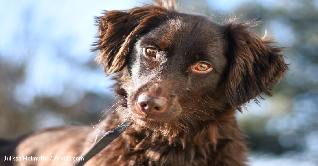 Have You Ever Wondered Why Dogs Tilt Their Heads? Now You Know