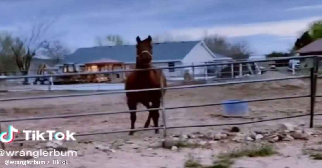 Horse Brothers React To Seeing One Another For The First Time In Years