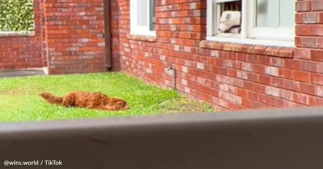 Dog Visits His Neighbor's Window To Get Kisses