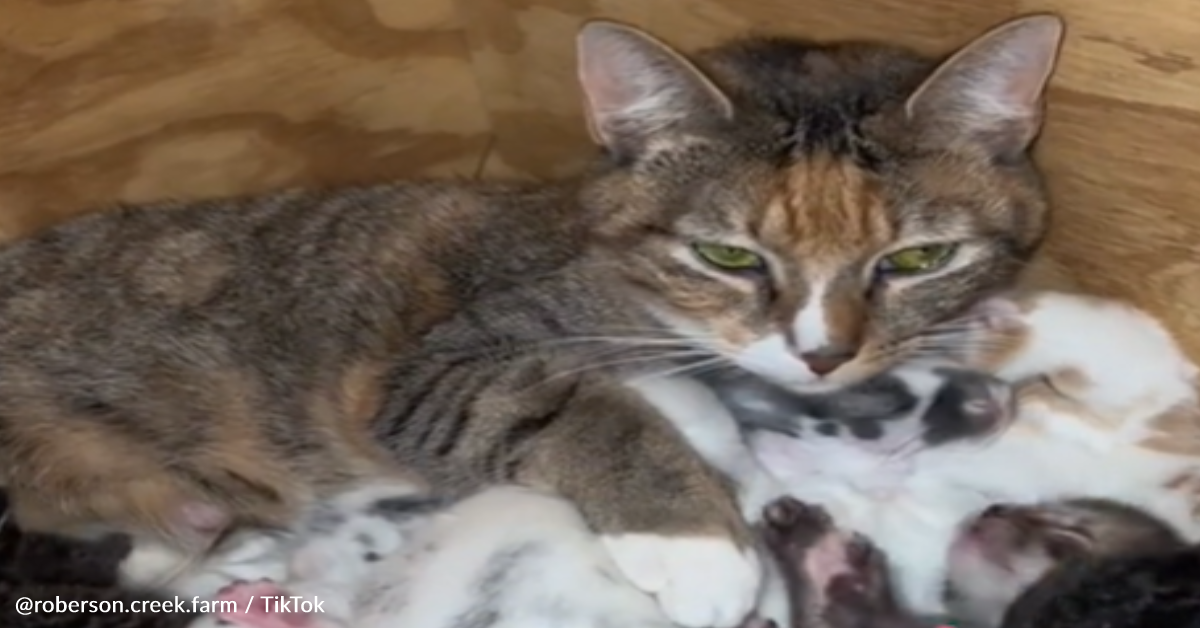 Mama Cat And Rabbit Join Forces To Co-Parent Their Babies | GreaterGood