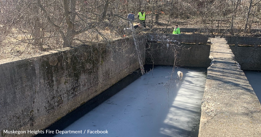 Firefighter Saves Dog Trapped In Icy Filtration Pond By Lifting Him Over A 10-Foot Wall