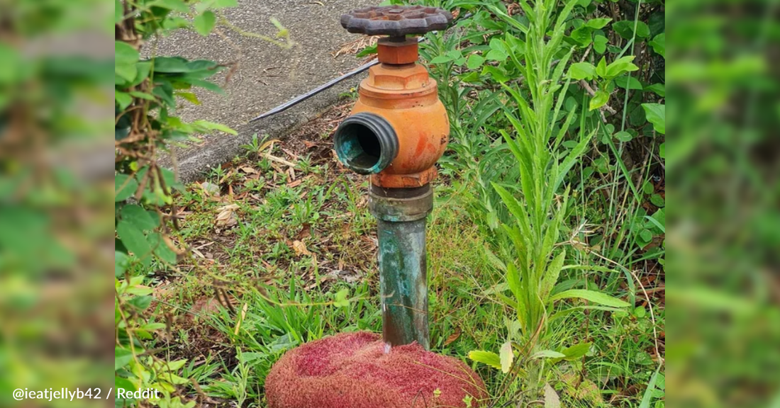 Red Mass Slowly Takes Over Fire Hydrant And People Can't Figure It Out