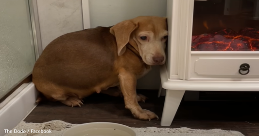 Good Samaritans Spot Senior Beagle Stranded On The Side Of The Road And Step Up To Help