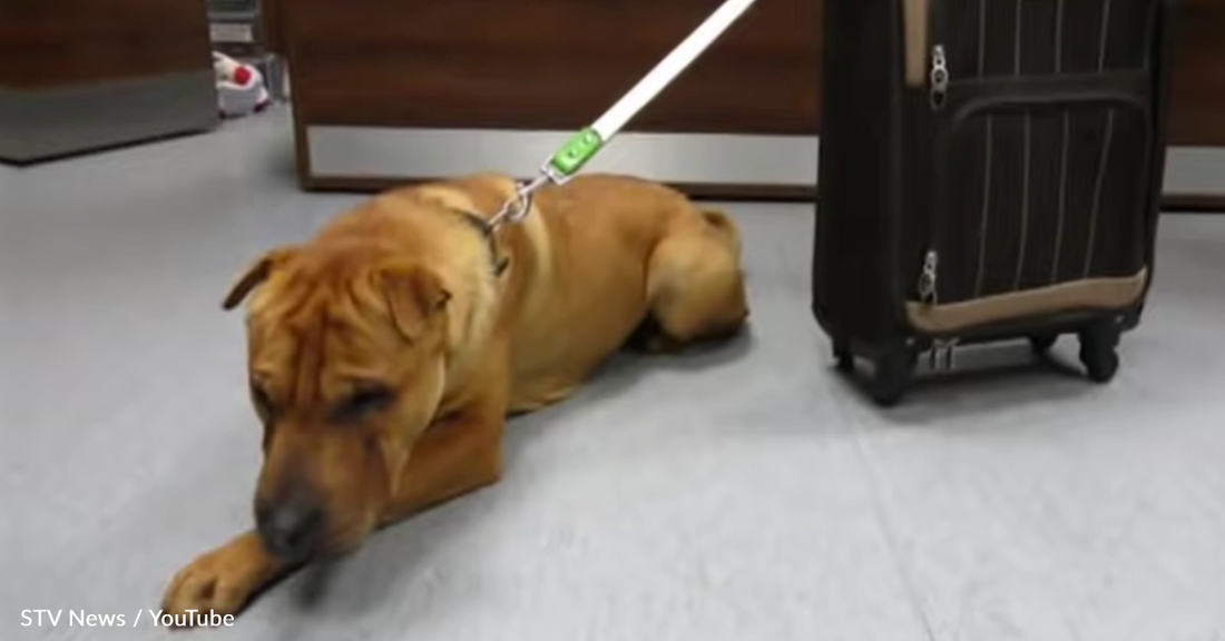 Rescuers Find Dog Abandoned At The Airport, Chained To A Piece Of Luggage