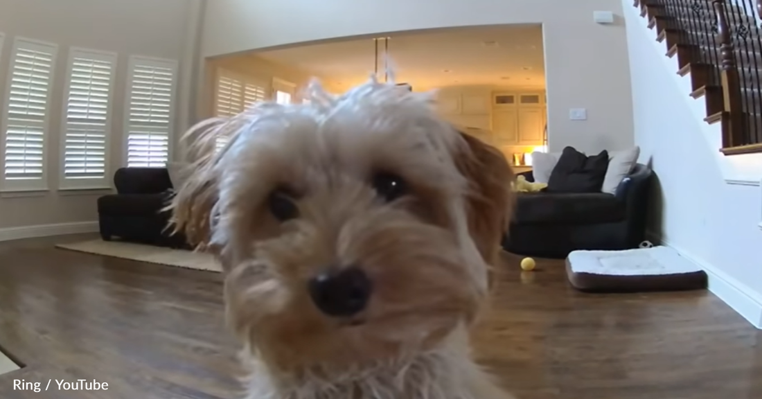 Dad Uses Home Security Camera To Comfort Anxious Puppy