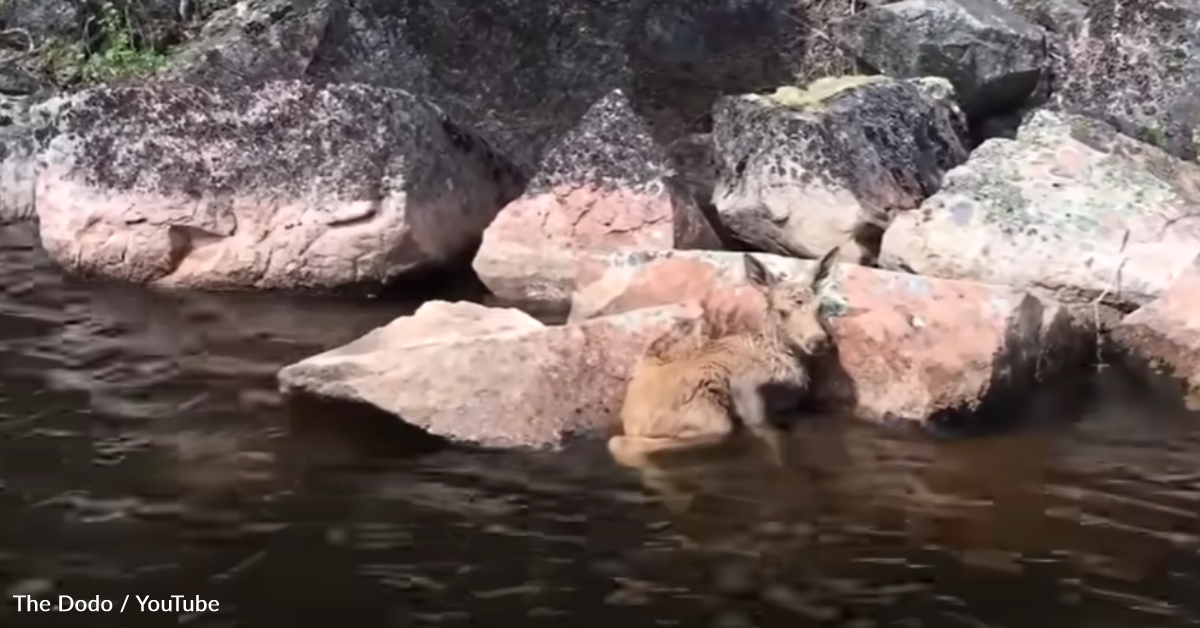 Fishermen Save Two Baby Moose Trapped In The Water | GreaterGood