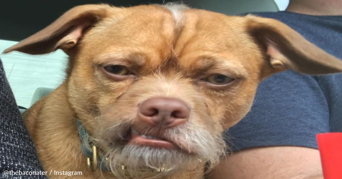 Grumpy Rescue Dog Becomes Viral Sensation With Funny Facial Expressions