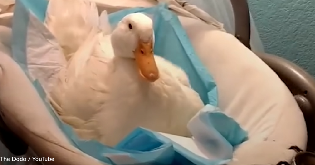 Rescue Duck With "Bones Like Sugar" Learns How To Stand On Her Own Two Feet