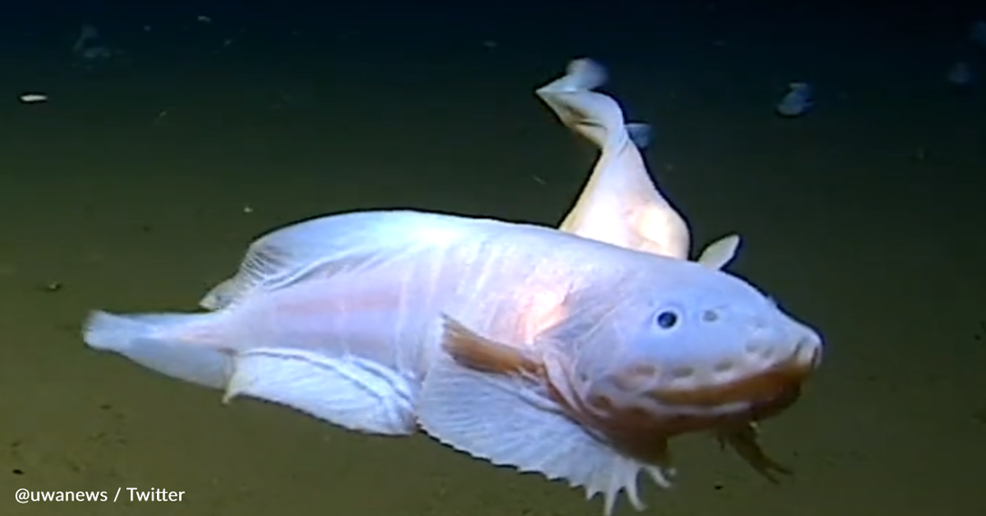 Scientists Capture Record-Breaking Footage Of The World's Deepest Fish