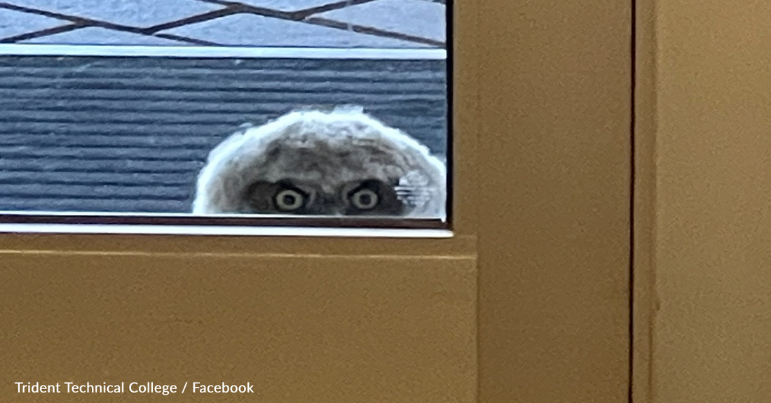 Students Surprised To See Furry Visitor Peeking Through College Window