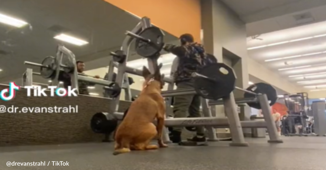 Belgian Malinois Performs Squats in the Gym Alongside His Owner